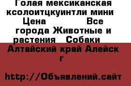 Голая мексиканская ксолоитцкуинтли мини › Цена ­ 20 000 - Все города Животные и растения » Собаки   . Алтайский край,Алейск г.